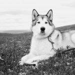 深入探讨葡京会娱乐的魅力与吸引力所在 dlbq1yvtm8