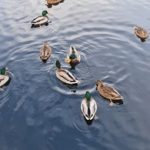 深入分析香港NBA投注市场的最新动态与趋势 kvckt4d