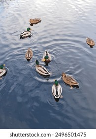 深入分析香港NBA投注市场的最新动态与趋势 深入分析香港NBA投注市场的最新动态与趋势