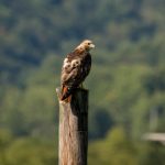 526号历史开奖结果详细回顾与数据分析 ln6vkyzkyu