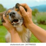 KBS高清直播:畅享韩国热门综艺与韩剧盛宴 59wm4n70