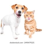 kj181开奖直播现场全程高清实时在线观看 ad4id