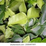 KBS电台直播在线收听,最新音乐与资讯实时放送 i4sdmtw