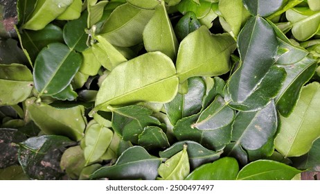 KBS电台直播在线收听,最新音乐与资讯实时放送 KBS电台直播在线收听,最新音乐与资讯实时放送